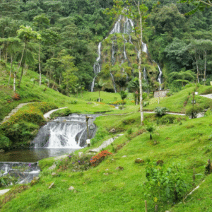 Termales de santa rosa + filandia